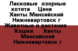  Ласковые, озорные котята. › Цена ­ 5 - Ханты-Мансийский, Нижневартовск г. Животные и растения » Кошки   . Ханты-Мансийский,Нижневартовск г.